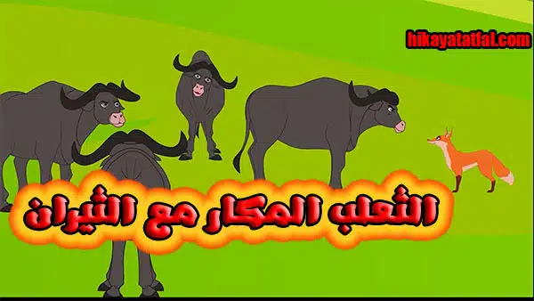 قصة الثعلب المكار مع الثيران